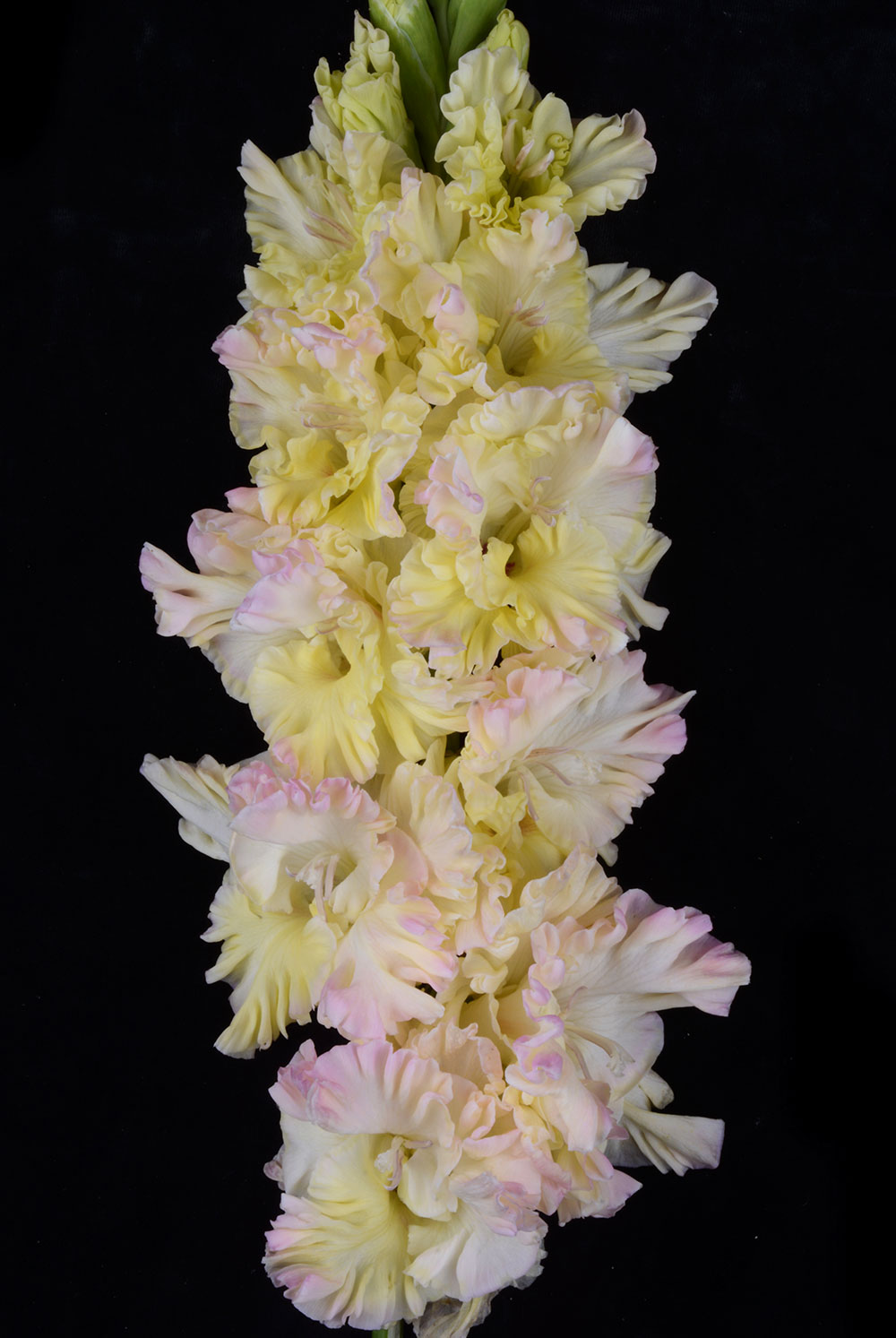 Гладиолус Порхание Бабочки (7)