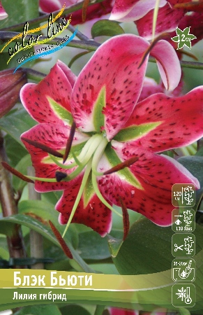 Лилия БЛЭК БЬЮТИ 16/18 (2 шт)