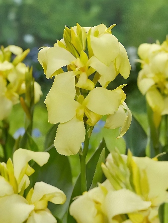 Канна Шайнинг Лемон (зелен) (1)