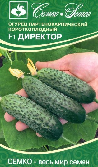 Огурец Директор 5шт