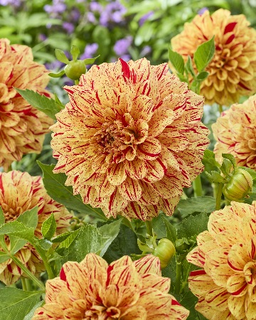 Георгин Коннелс Глориоза (1 шт)