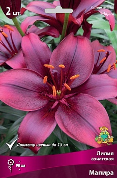 Лилия Мапира (3 шт)