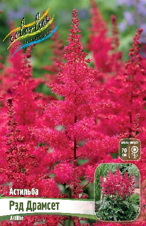 Астильба Рэд Драмсет (1 шт)