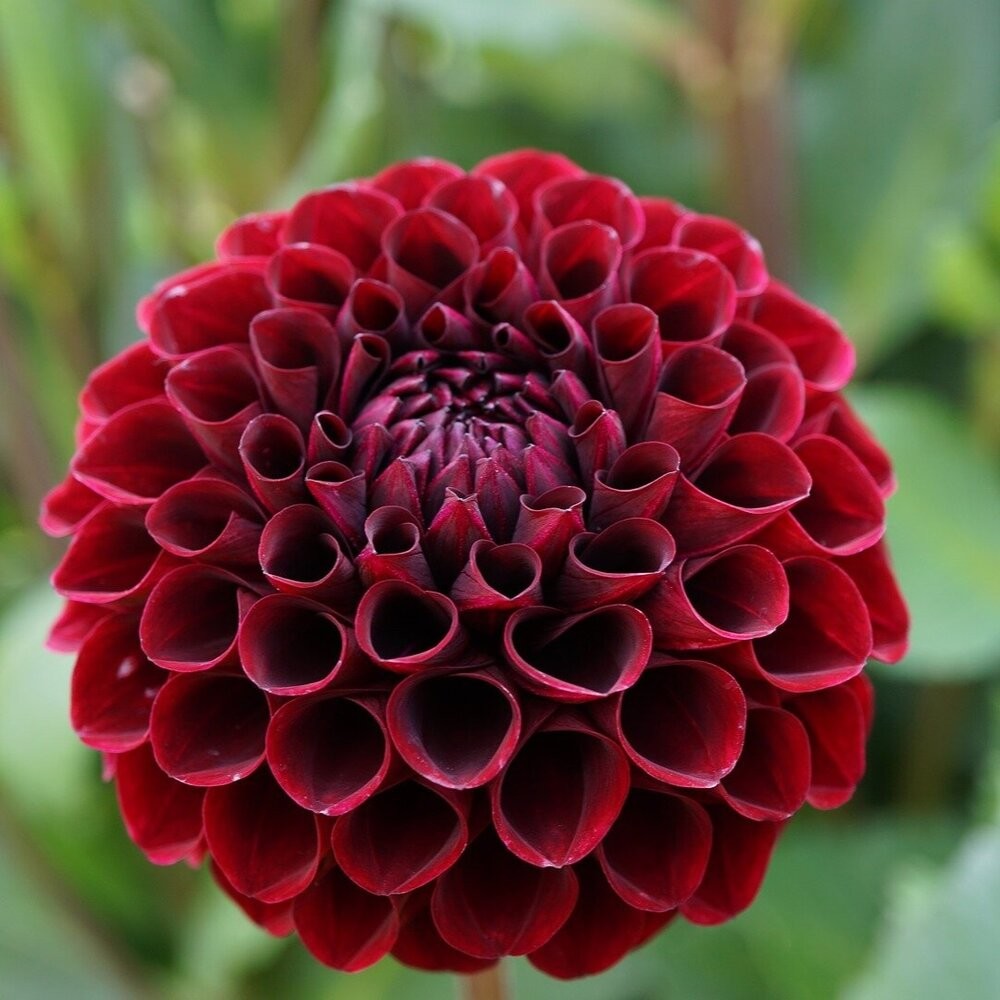 Минивитрина Георгин Найт Квин