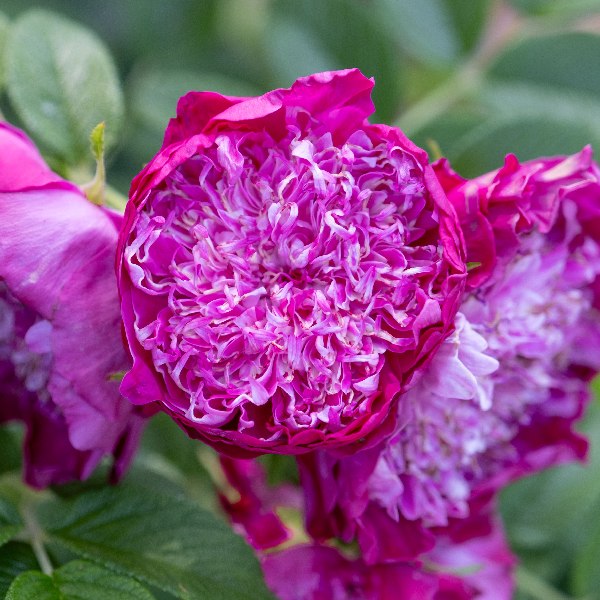 Роза Помпом Парфюм Делароза