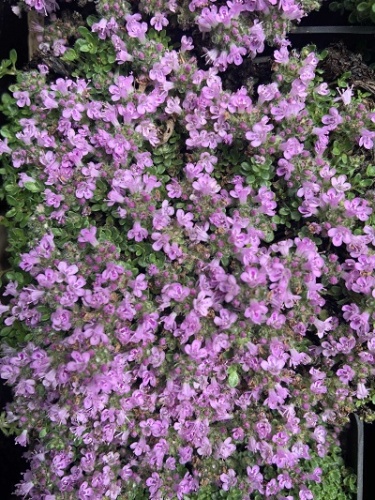 Тимьян Пигмей (1 шт)