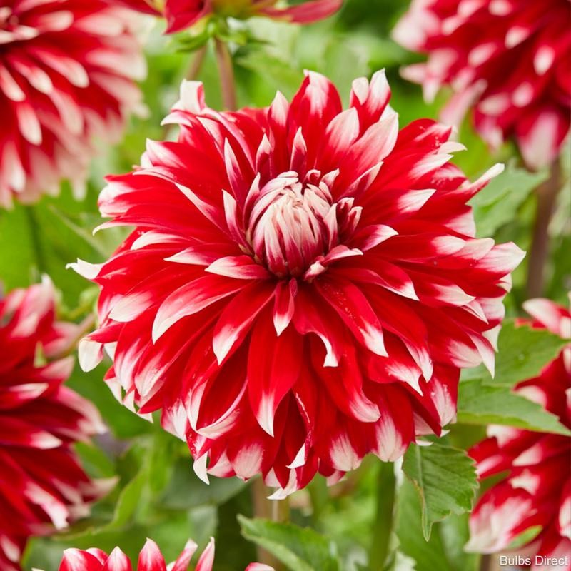 Георгин Давос