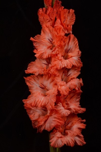 Гладиолус Дед Мороз (5 шт)