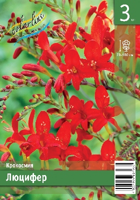Крокосмия ЭКОНОМ-СЕРИЯ ЛЮЦИФЕР (3 шт)