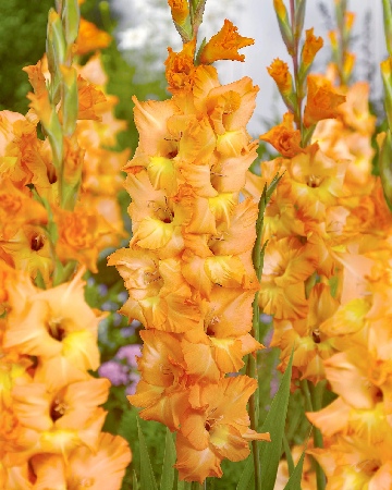 Гладиолус ЭКОНОМ-СЕРИЯ ОЛИМПИК ФЛЕЙМ (3 шт)