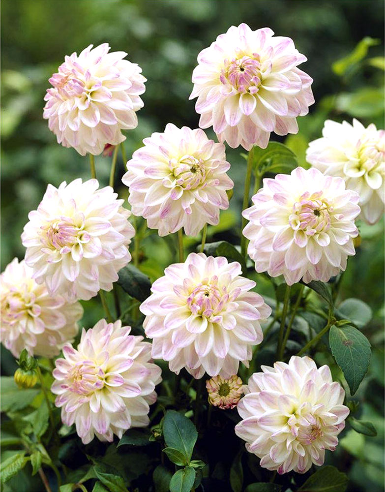 Минивитрина Георгин Виттем (15 шт)