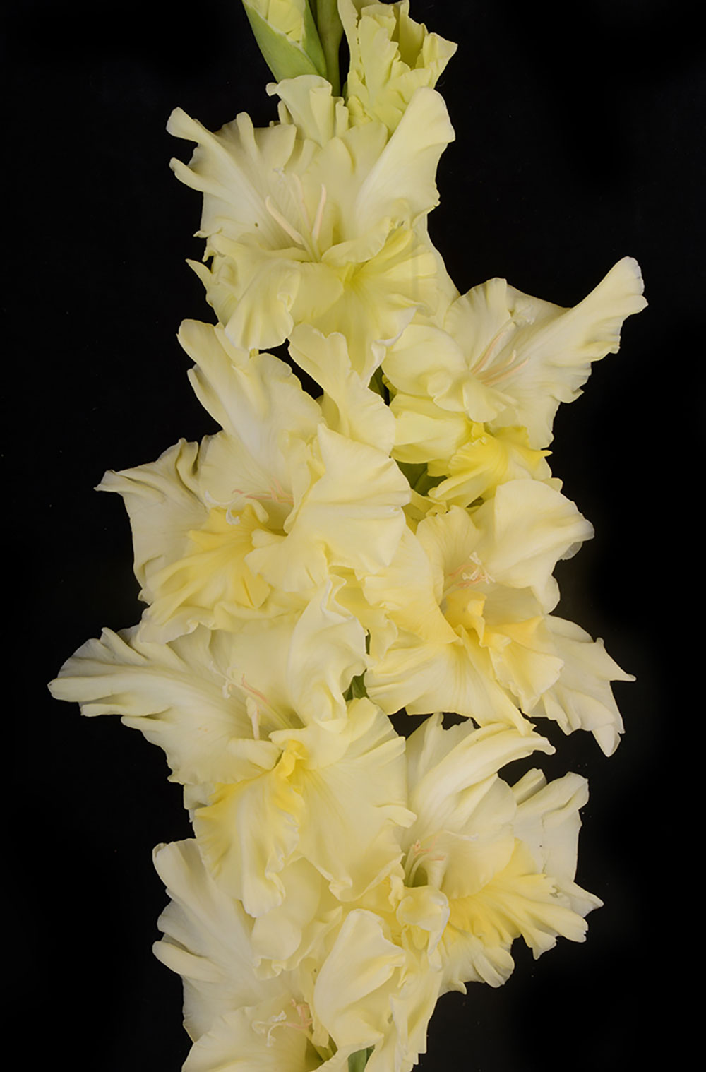 Гладиолус Французкий Завтрак (7 шт)