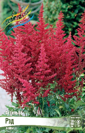Астильба Рэд (1 шт)