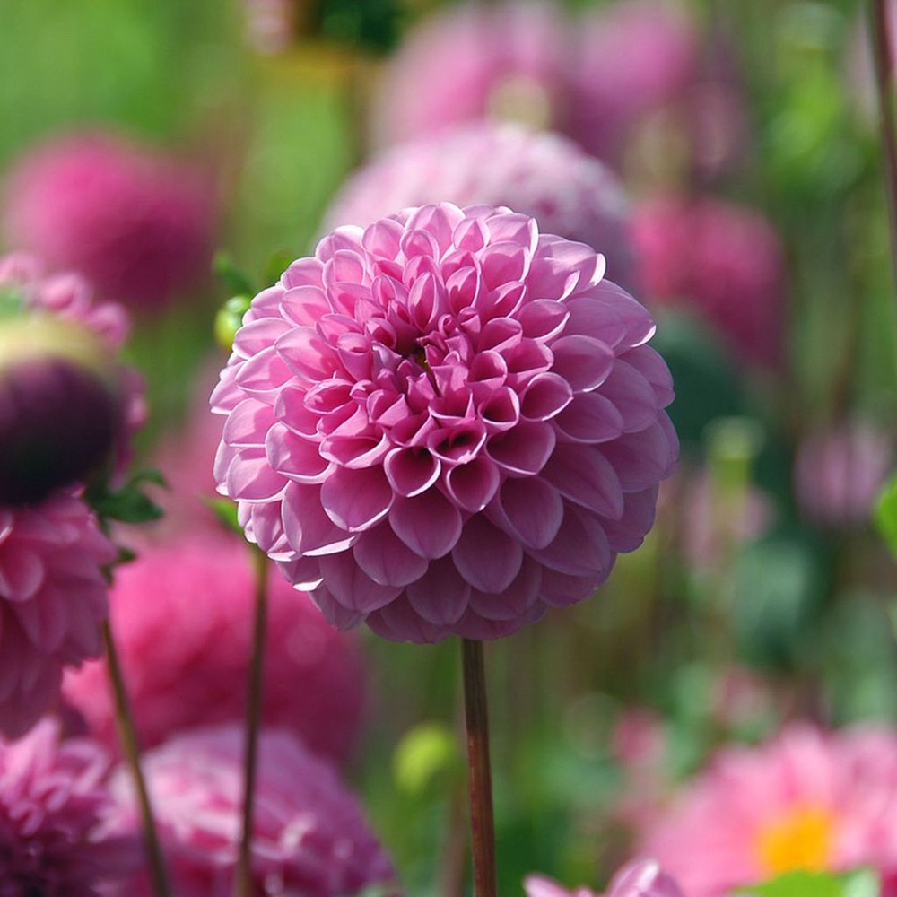 Георгин Штольц Вон Берлин (1 шт)