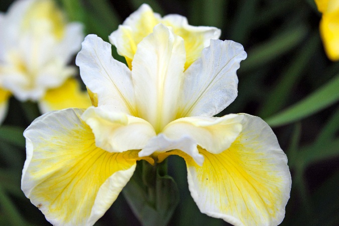 Ирис Крем Де Ваниль (1 шт)