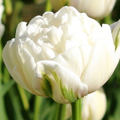 Тюльпан Нордкэп (7 шт)