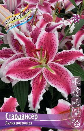 Лилия СТАРДАНСЕР 16/18 (3 шт)