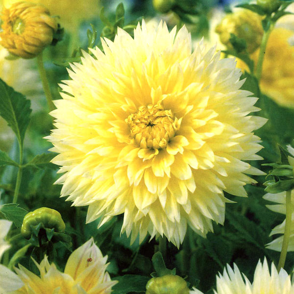 Минивитрина Георгин Канари Фубуки