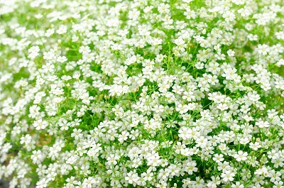 Гипсофила Филоу Вайт (1 шт)