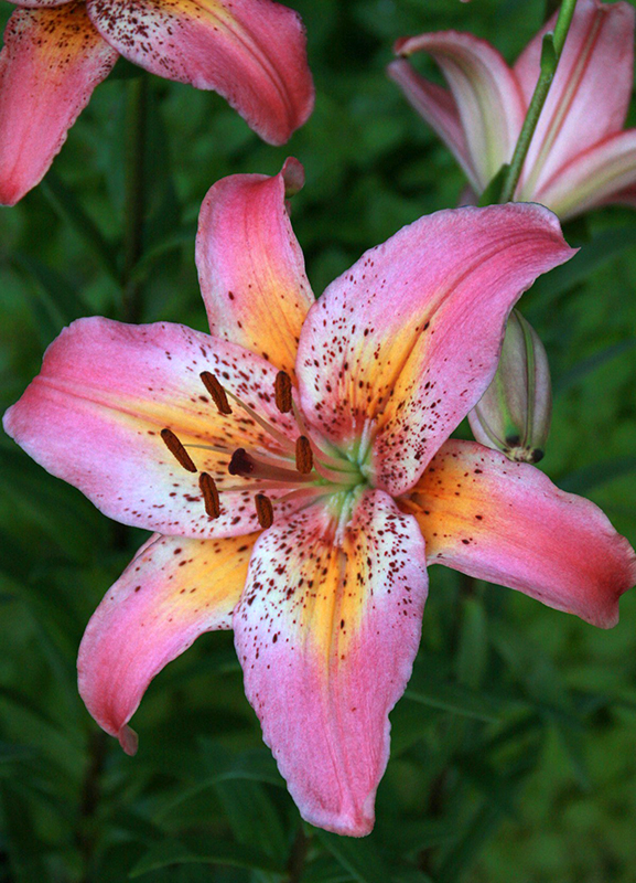 Биг-Пак Лилия Фанси Дэнс (25 шт)