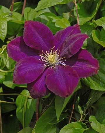 Клематис Монте Кассино (1 шт)