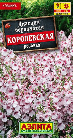 цДиасция Королевская розовая 20шт