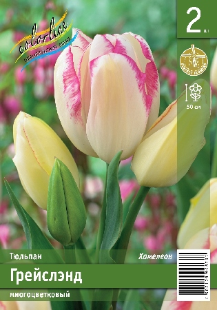 Тюльпан ЭКОНОМ-СЕРИЯ ГРЕЙСЛЭНД (2 шт)