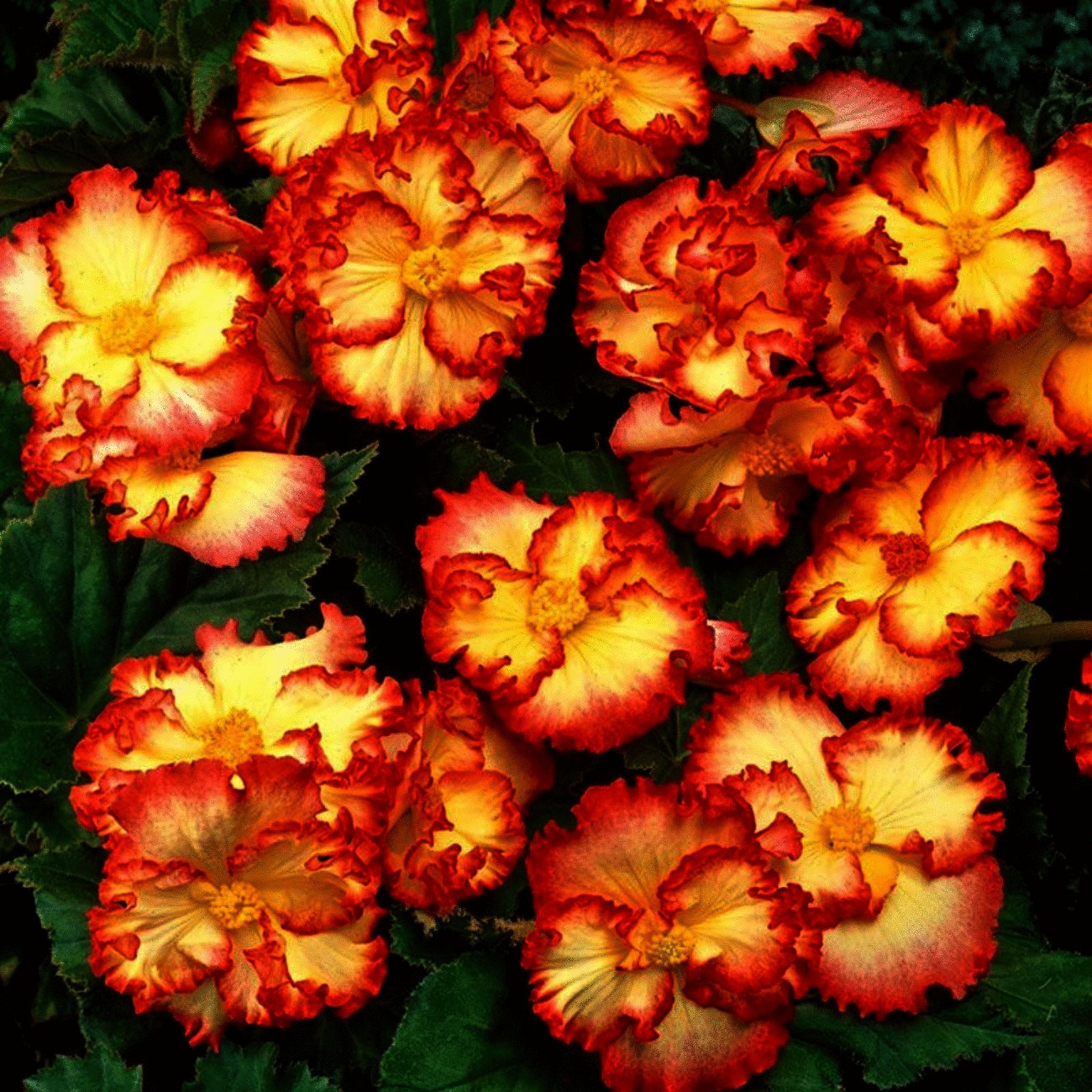 Бегония Криспа Маргината желто-красн. (3 шт)