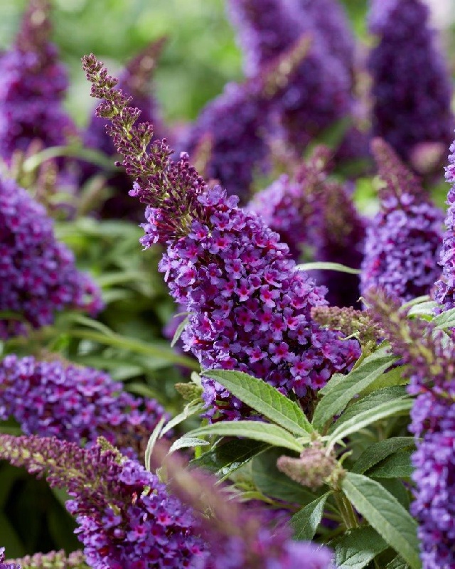 Буддлея Давида Баттерфляй Кенди Литтл Пурпл C 4,5