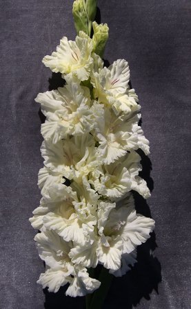 МАКСИ Гладиолус Белое Море (15 шт)