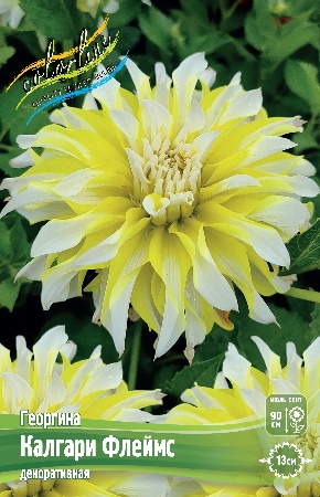 Георгин Калгари Флеймс (1 шт)