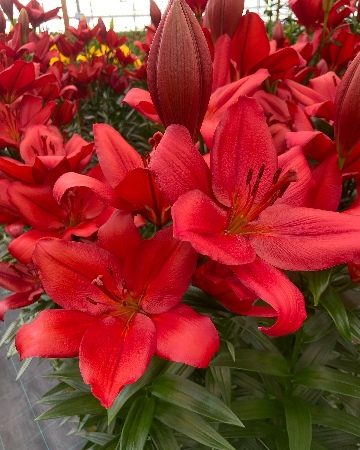 Лилия Кандинский (7 шт)