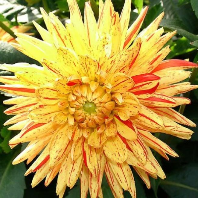 Минивитрина Георгин Кембридж (15 шт)