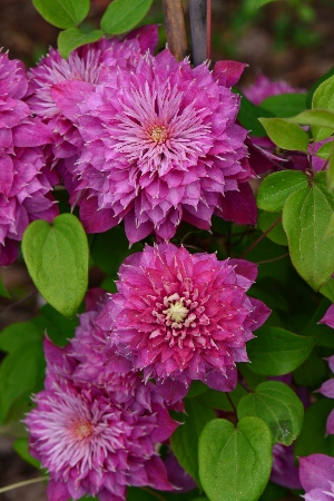 Клематис Кайзер (1 шт)