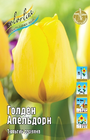 Тюльпан Голден Апельдорн 12/+ (8 шт)