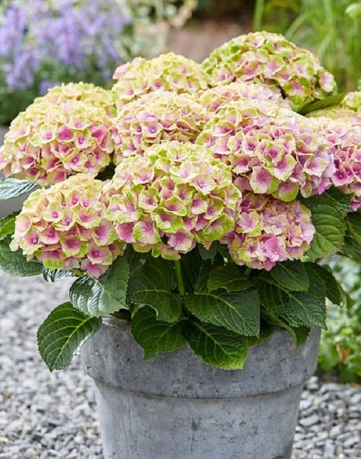 Гортензия Мэджикал Кристал