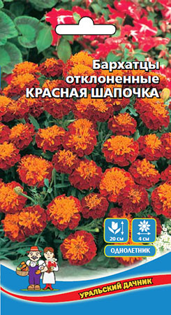 цБархатцы Красная шапочка