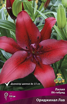 Лилия Ориджинал Лав (5 шт)
