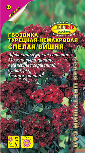 цГвоздика Спелая вишня турецкая