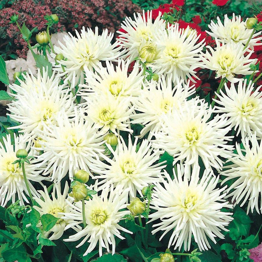 Минивитрина Георгин Плайя Бланка (15 шт)