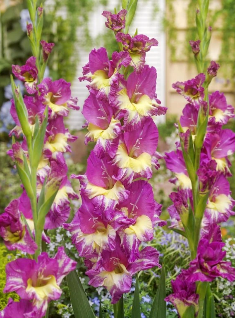 Минивитрина Гладиолус Экстраверт (100 шт)