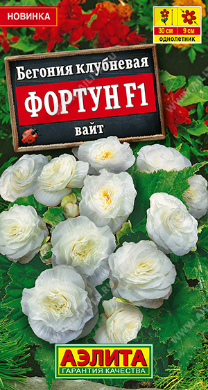 Бегония Фортун вайт 5шт