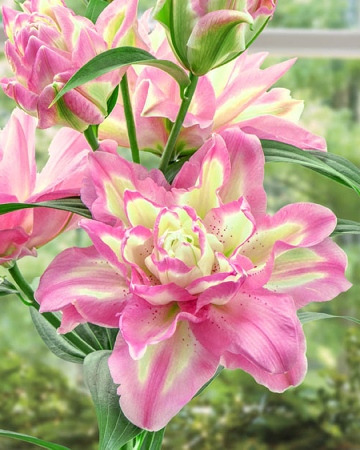 Лилия Лакки Энджел (5 шт)