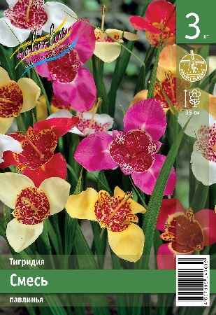 Тигридия ЭКОНОМ-СЕРИЯ СМЕСЬ (3 шт)