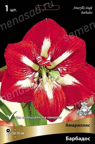 Амариллис Барбадос (1 шт)
