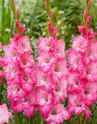 Гладиолус Вайлет Кинг (10 шт)