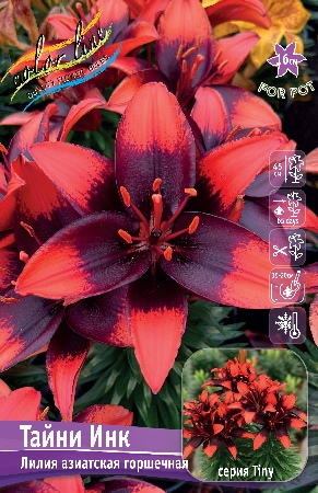 Лилия ТАЙНИ ИНК 16/18 (3 шт)