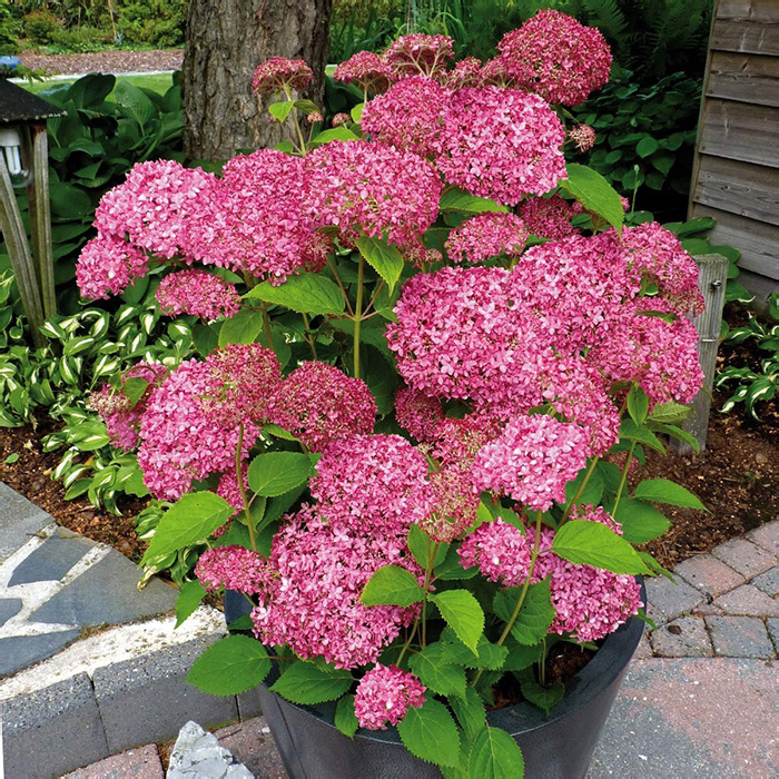 Гортензия Белла Анна (коробка) 20шт