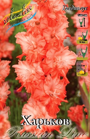 Гладиолус Харьков 12/14 (7 шт)