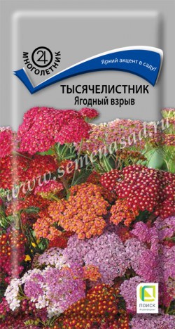 цТысячелистник Ягодный взрыв 10шт